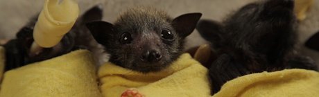 Top Ten Reasons to Love Bats