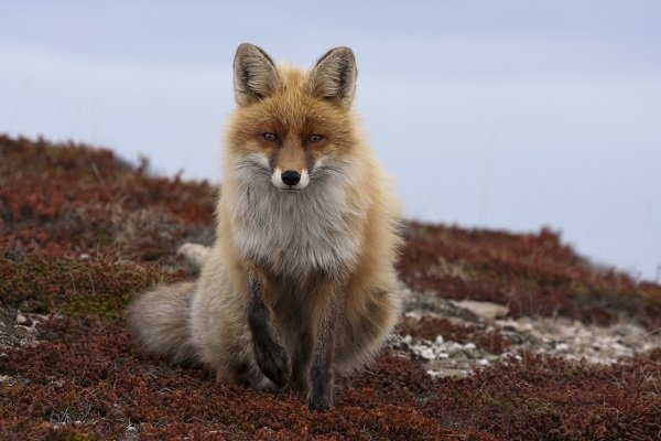 Top Ten Fun Fox Facts - Earth Rangers