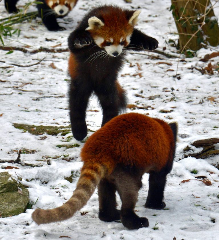 Caption This: What is this Red Panda Thinking?