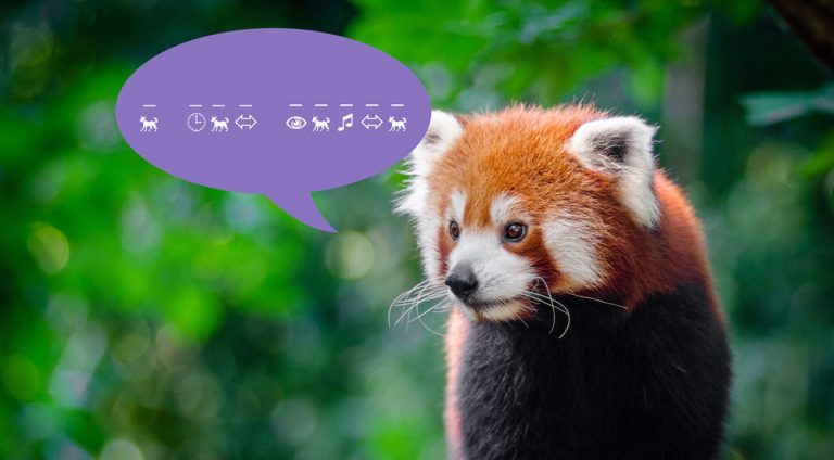 Can You Decode these Red Panda Jokes?