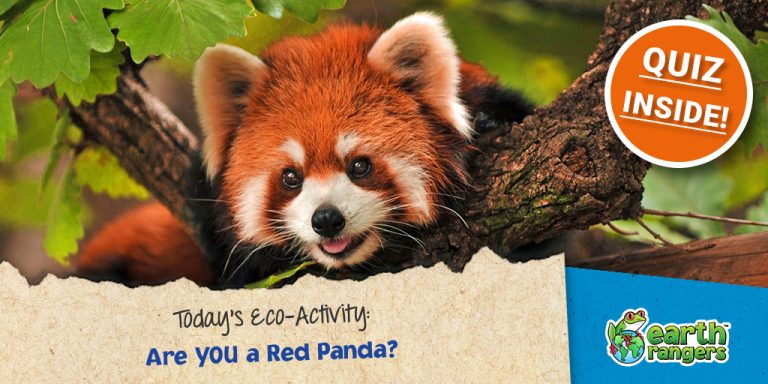 Are YOU a Red Panda?