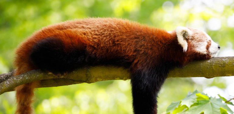 Lazy like a Red Panda