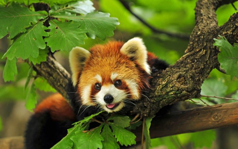 Quiz: Are you a Red Panda?