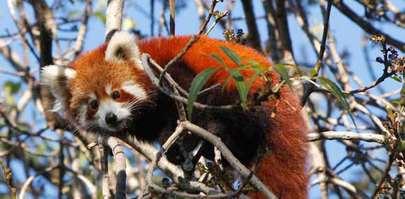 It’s Red Panda Week!