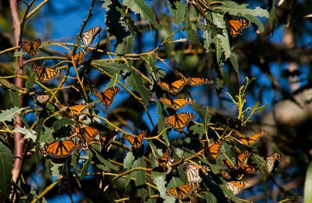 monarch butterfly tree