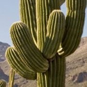 saguaro_cactus_green_square