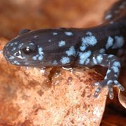 salamander_blue_spotted_on_leaf_square