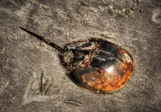 sand horseshoe Crab