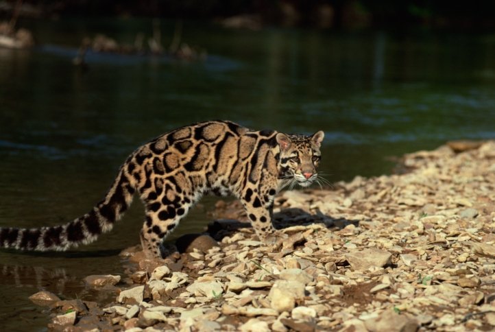 the largest wild cat in the world