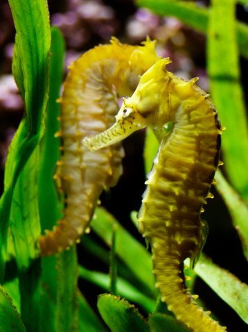 sea horse