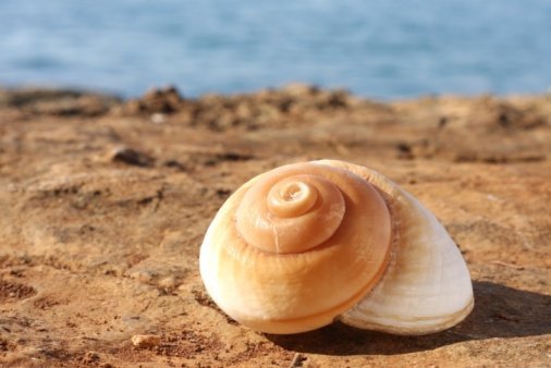 Seashell Strength