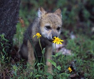 Top Ten Cutest Wolf Pups | Earth Rangers Wild Wire Blog