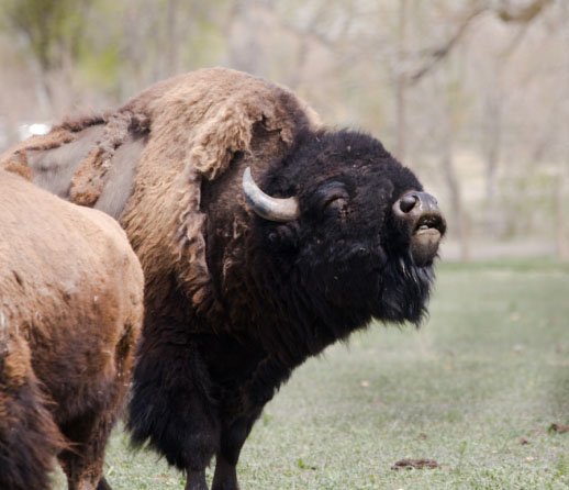 American bison