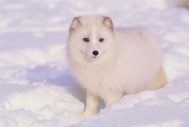 arctic fox winter snow