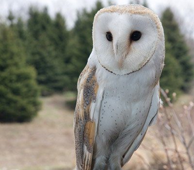 Sonic the European barn owl