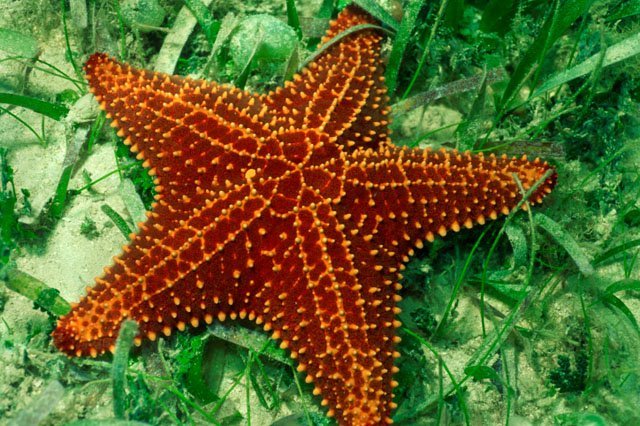 Brainless Sea Stars