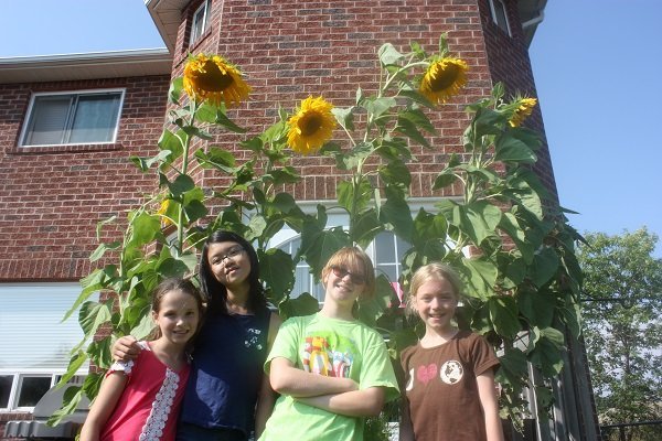 Team Sunflower!