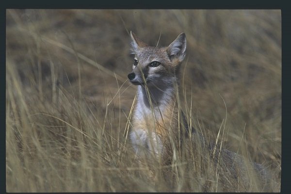 Grasslands National Park and the Swift Fox