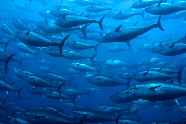 bluefin tuna ocean