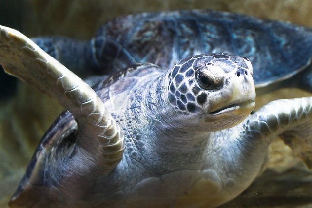 leatherback turtle swimming