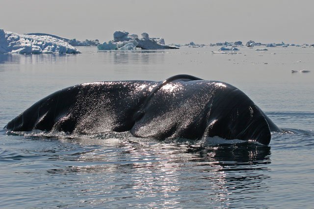 bowhead whale