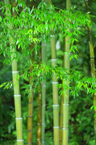 bamboo, grass, tall