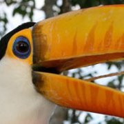 toco_toucan_orange_square