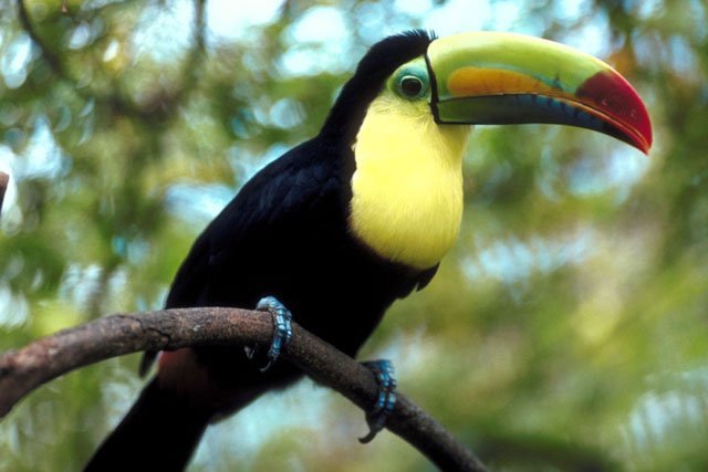 toucan bird tree