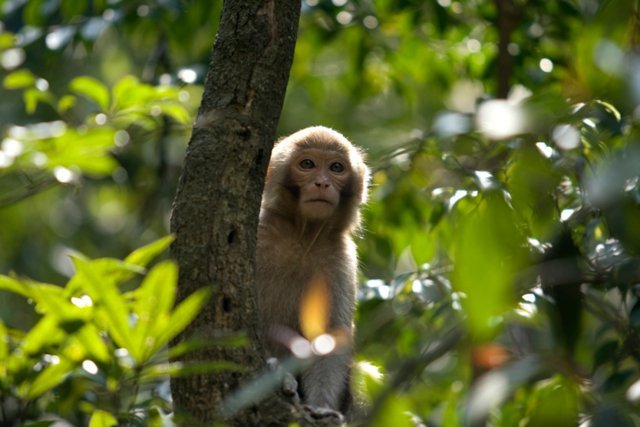 monkey in a tree