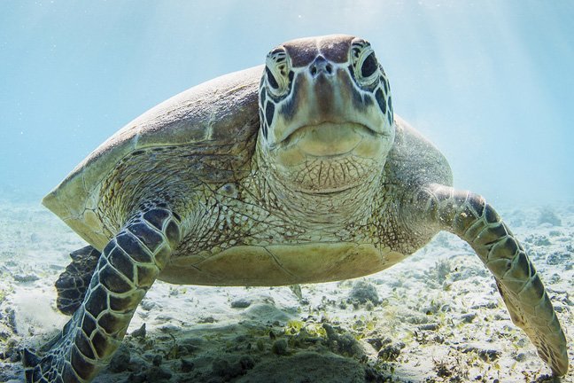 A sea turtle looking at camera while swimming underwater