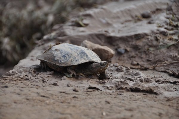 Top Ten Ways Animals Survive the Winter - Earth Rangers