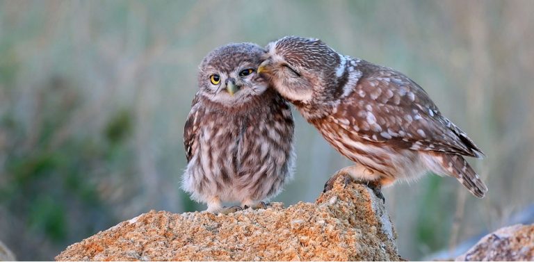 Caption This: What are these Owls Thinking?