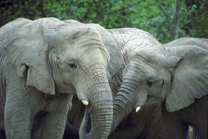 Elephants can make noises as loud as 103 decibels. That’s like hearing a jet fly overhead at 1000 feet!