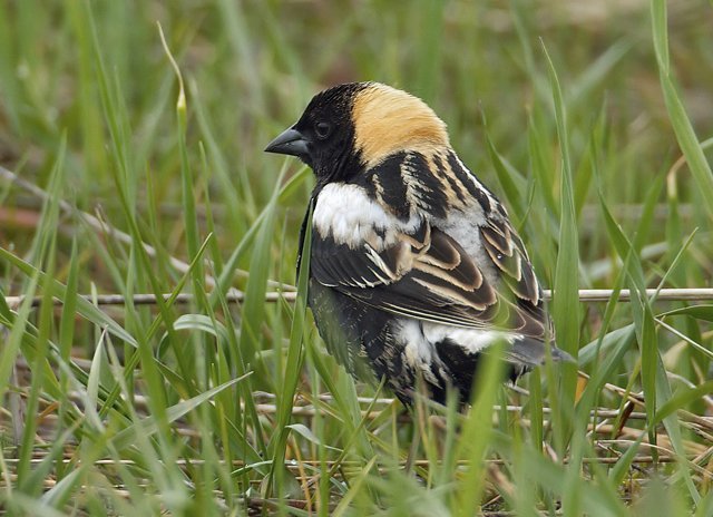 Ten Things You Didn’t Know About Bobolinks