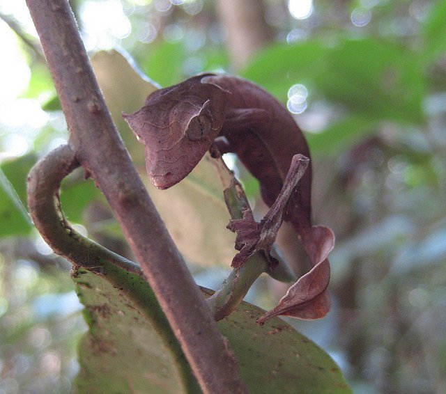 leaf gecko Madagascar