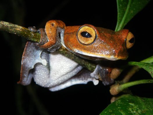 Rhacophorus Vampyrus vampire flying frog