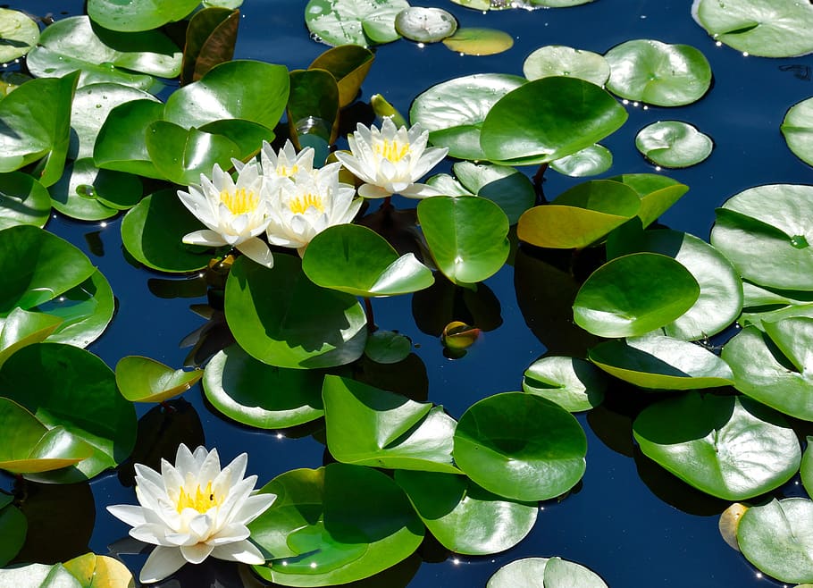 white lily and lily pads floating on water