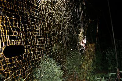 Giant Golden Orb Weaver Spider