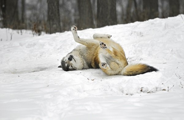 The Wonderful and Wild Wolves of Algonquin