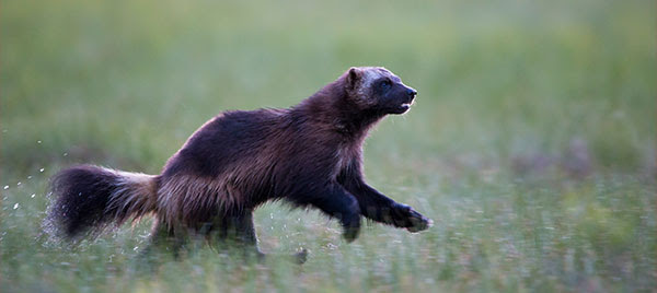 animals running away from humans