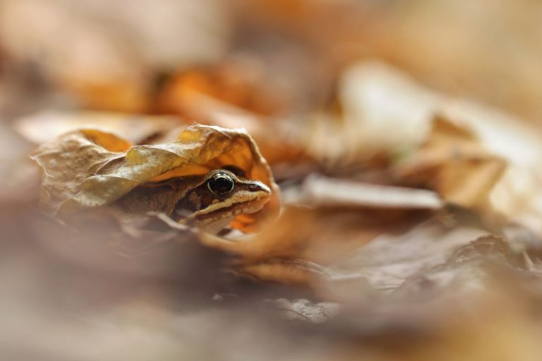 Caption This: What is this Wood Frog Thinking?