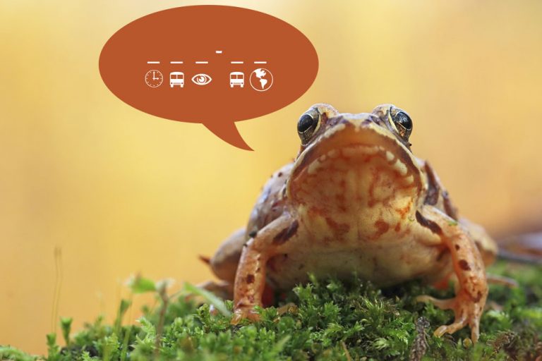 Can You Decode these Frog Jokes?