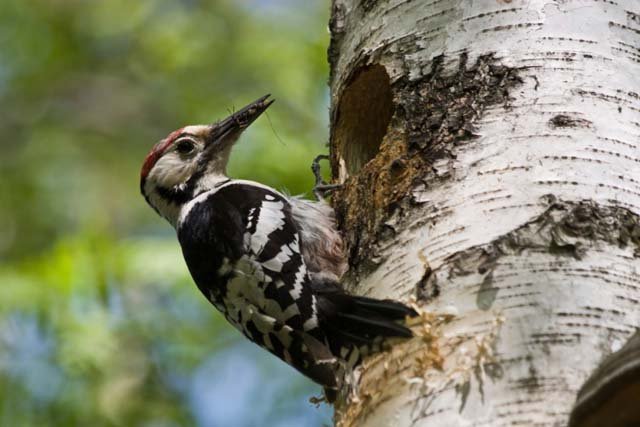 woodpecker tree