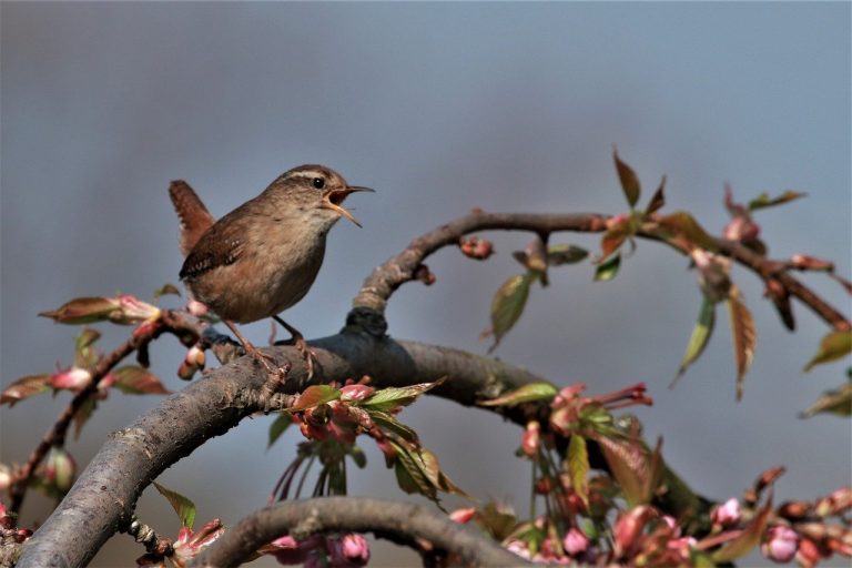 Bird Talk