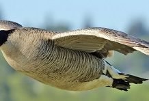 Les Dix Plus Grands Oiseaux Migrateurs Du Canada Earth