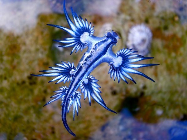 images of sea animals