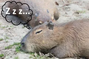 [LE TOPIC A LA CON] le dernier qui poste... poste - Page 11 XSleeping-Capybaras-300x199.jpg.pagespeed.ic.wnxOL4_prB