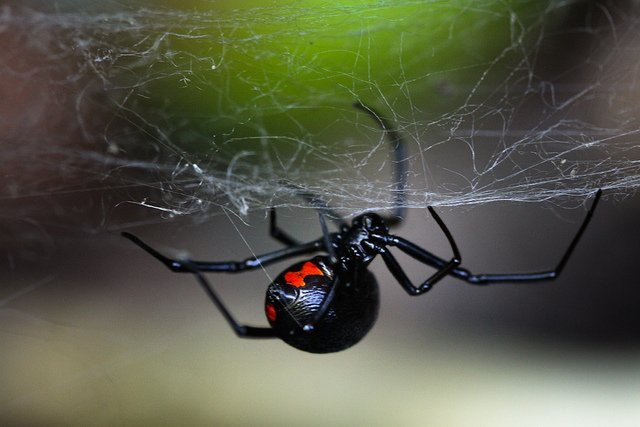 Top Ten Scariest Spiders | Earth Rangers Wild Wire Blog