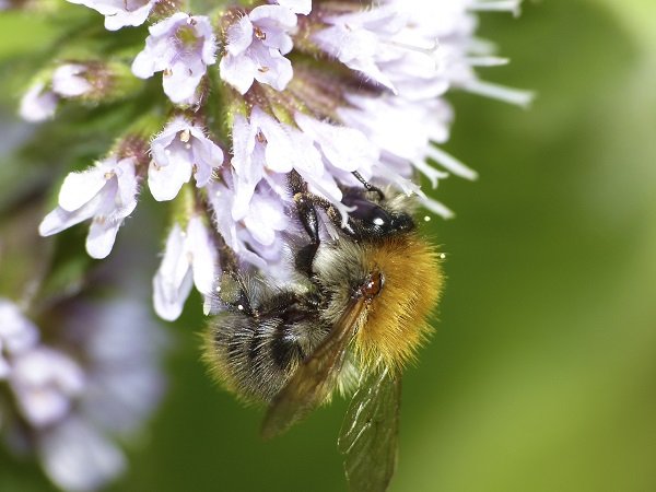 bumble bee feeding