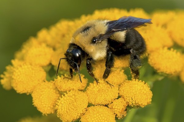 Gemeenschappelijke Oostelijke Hommel